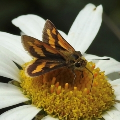 Unidentified Skipper (Hesperiidae) at Wingecarribee Local Government Area - 27 Feb 2024 by GlossyGal