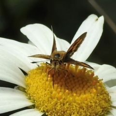 Ocybadistes walkeri at Wingecarribee Local Government Area - 27 Feb 2024