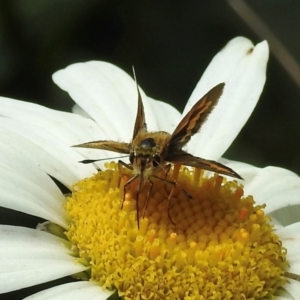 Ocybadistes walkeri at Wingecarribee Local Government Area - suppressed