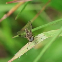 Chrysopilus sp. (genus) (A snipe fly) at Mongarlowe, NSW - 29 Feb 2024 by LisaH