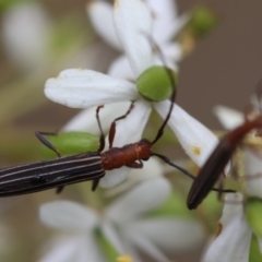 Syllitus rectus (Longhorn beetle) at QPRC LGA - 29 Feb 2024 by LisaH