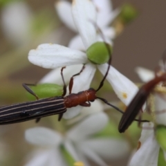 Syllitus microps (Longicorn or Longhorn beetle) at Mongarlowe, NSW - 29 Feb 2024 by LisaH