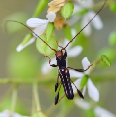 Syllitus rectus (Longhorn beetle) at Mongarlowe, NSW - 29 Feb 2024 by LisaH