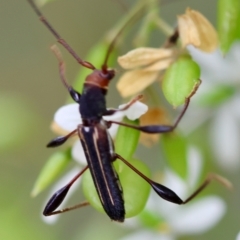 Amphirhoe sp. at QPRC LGA - 29 Feb 2024