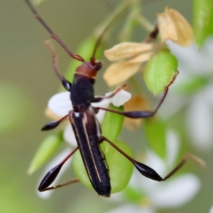 Amphirhoe sp. at QPRC LGA - 29 Feb 2024