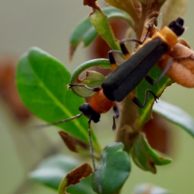 Chauliognathus tricolor (Tricolor soldier beetle) at Mongarlowe River - 29 Feb 2024 by LisaH