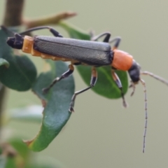 Chauliognathus tricolor at QPRC LGA - 29 Feb 2024