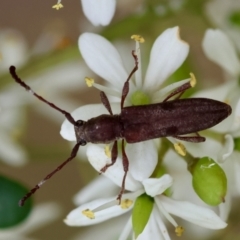 Pempsamacra tillides (Longhorn or longicorn beetle) at Mongarlowe River - 29 Feb 2024 by LisaH