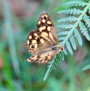 Heteronympha paradelpha at QPRC LGA - 29 Feb 2024