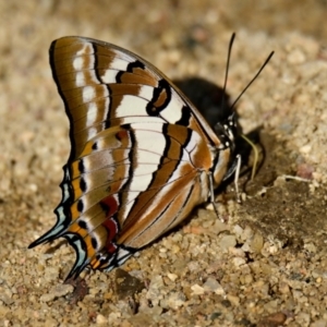 Charaxes sempronius at Lake Ginninderra - 1 Mar 2024