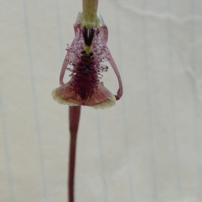 Chiloglottis curviclavia (Bird Orchid) at QPRC LGA - 27 Feb 2024 by Paul4K