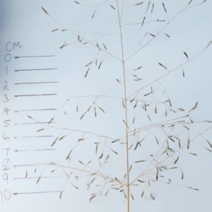 Eragrostis curvula at Fyshwick, ACT - 1 Mar 2024