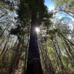 Sequoiadendron giganteum (Giant Sequoia, Giant Redwood) at Lower Cotter Catchment - 1 Mar 2024 by RangerRiley