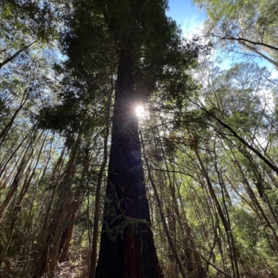 Sequoiadendron giganteum (Giant Sequoia, Giant Redwood) at Lower Cotter Catchment - 1 Mar 2024 by RangerRiley