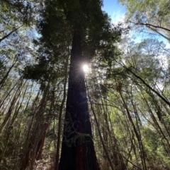Sequoiadendron giganteum (Giant Sequoia, Giant Redwood) at Uriarra Village, ACT - 1 Mar 2024 by RangerRiley