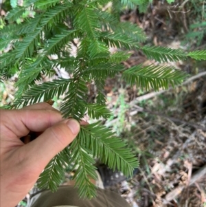 Sequoiadendron giganteum at Lower Cotter Catchment - 1 Mar 2024