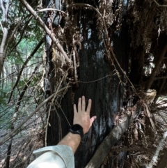 Sequoiadendron giganteum at Lower Cotter Catchment - 1 Mar 2024