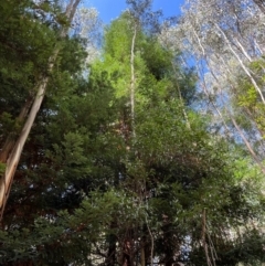 Sequoiadendron giganteum at Lower Cotter Catchment - 1 Mar 2024