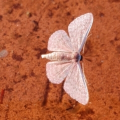 Idaea inversata (Purple Wave) at Yass River, NSW - 29 Feb 2024 by SenexRugosus