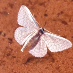 Idaea inversata at Rugosa - 1 Mar 2024 08:34 AM