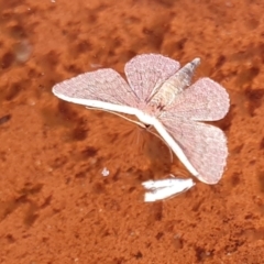 Idaea inversata at Rugosa - 1 Mar 2024