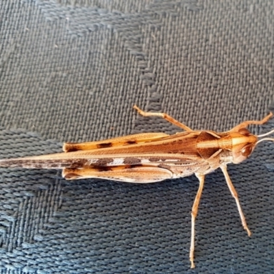 Chortoicetes terminifera (Australian Plague Locust) at Yass River, NSW - 29 Feb 2024 by SenexRugosus
