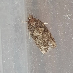 Capua dura (A Tortricid moth) at Yass River, NSW - 29 Feb 2024 by SenexRugosus