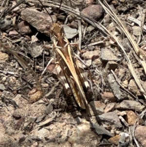 Oedaleus australis at Cook, ACT - 1 Mar 2024