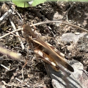 Oedaleus australis at Cook, ACT - 1 Mar 2024