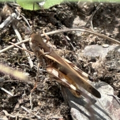 Oedaleus australis at Aranda Bushland - 1 Mar 2024