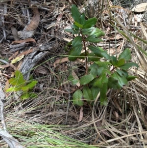 Photinia robusta at Aranda, ACT - 1 Mar 2024