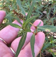 Persicaria prostrata (Creeping Knotweed) at Aranda Bushland - 1 Mar 2024 by lbradley