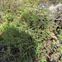 Persicaria prostrata at Aranda, ACT - 1 Mar 2024 01:13 PM