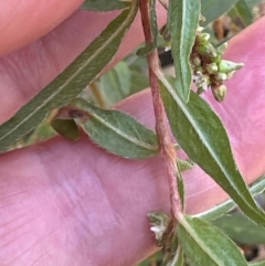 Persicaria prostrata at Aranda, ACT - 1 Mar 2024 01:13 PM