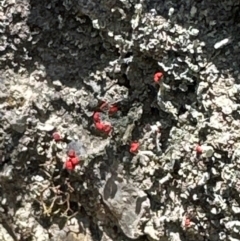 Cladonia sp. (genus) (Cup Lichen) at Aranda, ACT - 1 Mar 2024 by lbradley