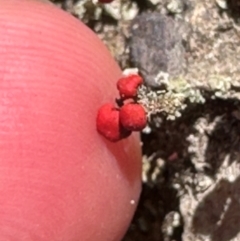 Cladonia sp. (genus) at Aranda, ACT - 1 Mar 2024 01:22 PM