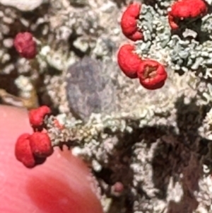 Cladonia sp. (genus) at Aranda, ACT - 1 Mar 2024