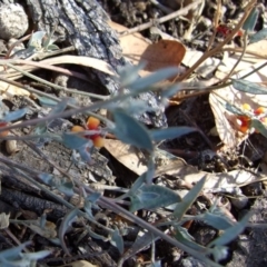 Einadia nutans (Climbing Saltbush) at Morton Plains, VIC - 28 Mar 2009 by WendyEM