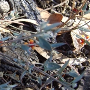 Einadia nutans at Morton Plains, VIC - 28 Mar 2009