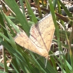 Scopula rubraria (Reddish Wave, Plantain Moth) at Aranda Bushland - 1 Mar 2024 by lbradley