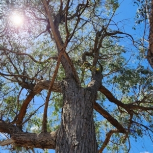 Eucalyptus macrorhyncha subsp. macrorhyncha at Bruce Ridge to Gossan Hill - 1 Mar 2024