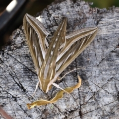 Hippotion celerio (Vine Hawk Moth) at Higgins, ACT - 1 Mar 2024 by MichaelWenke