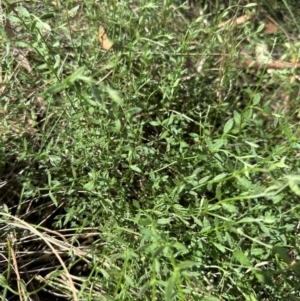 Gonocarpus tetragynus at Aranda Bushland - 1 Mar 2024