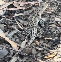 Amphibolurus muricatus (Jacky Lizard) at Aranda Bushland - 1 Mar 2024 by lbradley