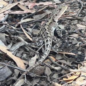 Amphibolurus muricatus at Aranda, ACT - 1 Mar 2024 01:35 PM