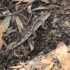 Amphibolurus muricatus at Aranda, ACT - 1 Mar 2024 01:35 PM