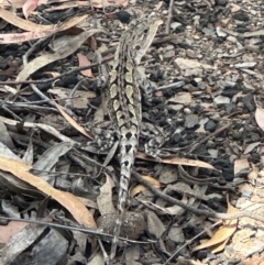 Amphibolurus muricatus at Aranda, ACT - 1 Mar 2024 01:35 PM