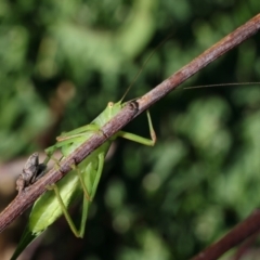 Caedicia simplex (Common Garden Katydid) at Higgins, ACT - 1 Mar 2024 by MichaelWenke