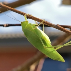 Caedicia simplex at Higgins, ACT - 1 Mar 2024 09:23 AM