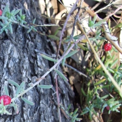 Enchylaena tomentosa var. tomentosa (Ruby Saltbush) at Morton Plains, VIC - 28 Mar 2009 by WendyEM